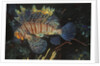 Common Lionfish by Anonymous