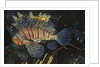 Common Lionfish by Anonymous