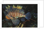 Common Lionfish by Anonymous