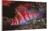 Dwarf Hawkfish by Anonymous