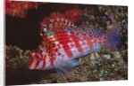 Dwarf Hawkfish by Anonymous