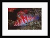 Dwarf Hawkfish by Anonymous