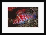 Dwarf Hawkfish by Anonymous