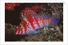 Dwarf Hawkfish by Anonymous