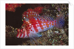 Dwarf Hawkfish by Anonymous