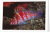 Dwarf Hawkfish by Anonymous