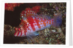 Dwarf Hawkfish by Anonymous
