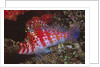 Dwarf Hawkfish by Anonymous