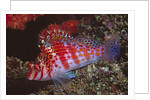 Dwarf Hawkfish by Anonymous