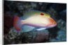 Stocky Anthias by Anonymous