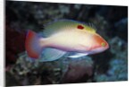 Stocky Anthias by Anonymous