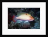 Stocky Anthias by Anonymous