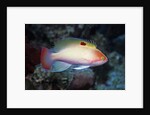 Stocky Anthias by Anonymous