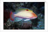 Stocky Anthias by Anonymous