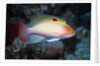 Stocky Anthias by Anonymous
