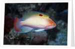 Stocky Anthias by Anonymous