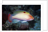 Stocky Anthias by Anonymous