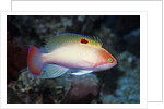 Stocky Anthias by Anonymous