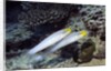Bluestreak Gobys by Anonymous