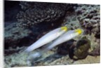 Bluestreak Gobys by Anonymous