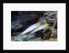 Bluestreak Gobys by Anonymous