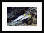 Bluestreak Gobys by Anonymous