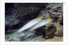 Bluestreak Gobys by Anonymous
