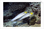 Bluestreak Gobys by Anonymous