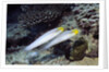 Bluestreak Gobys by Anonymous