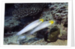 Bluestreak Gobys by Anonymous