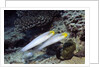 Bluestreak Gobys by Anonymous