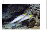 Bluestreak Gobys by Anonymous
