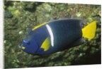 King Angelfish by Anonymous