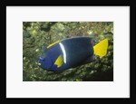 King Angelfish by Anonymous