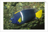 King Angelfish by Anonymous