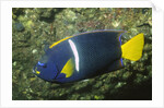 King Angelfish by Anonymous