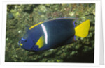 King Angelfish by Anonymous