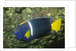 King Angelfish by Anonymous