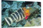 Redbreasted Wrasse by Anonymous