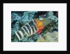 Redbreasted Wrasse by Anonymous