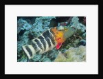 Redbreasted Wrasse by Anonymous