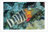 Redbreasted Wrasse by Anonymous