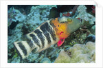 Redbreasted Wrasse by Anonymous