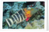 Redbreasted Wrasse by Anonymous