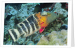 Redbreasted Wrasse by Anonymous