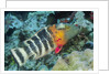 Redbreasted Wrasse by Anonymous