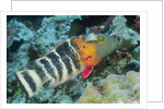 Redbreasted Wrasse by Anonymous