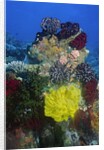 Coral reef with Feather Stars by Anonymous