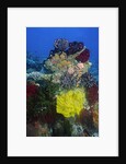 Coral reef with Feather Stars by Anonymous