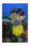Coral reef with Feather Stars by Anonymous